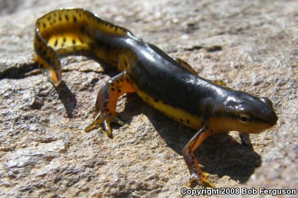 Red-Spotted Newt (Notophthalmus viridescens viridescens)