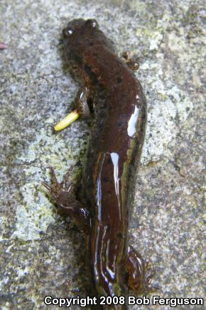 Northern Dusky Salamander (Desmognathus fuscus)