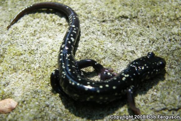 Northern Slimy Salamander (Plethodon glutinosus)