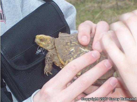 Ornate Box Turtle (Terrapene ornata ornata)