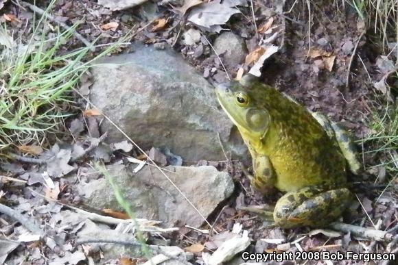 American Bullfrog (Lithobates catesbeianus)