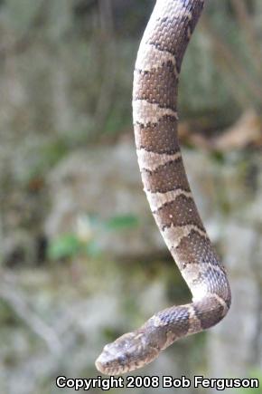 Northern Watersnake (Nerodia sipedon sipedon)