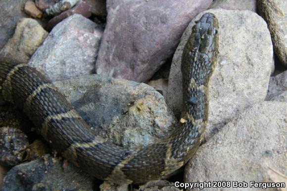 Northern Watersnake (Nerodia sipedon sipedon)