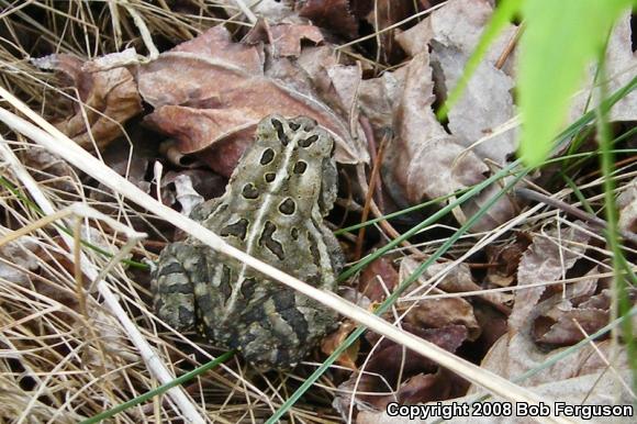 Fowler's Toad (Anaxyrus fowleri)