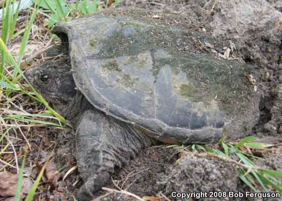 Eastern Snapping Turtle (Chelydra serpentina serpentina)