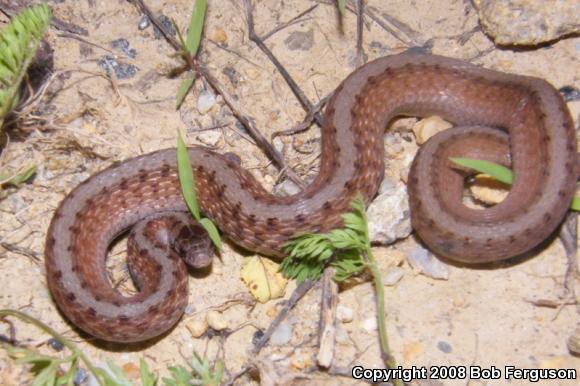 Northern Brownsnake (Storeria dekayi dekayi)