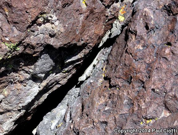 Barred Spiny Lizard (Sceloporus magister transversus)