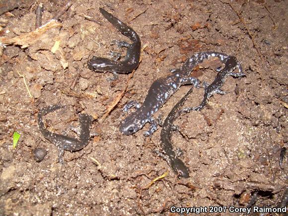 Blue-spotted Salamander (Ambystoma laterale)