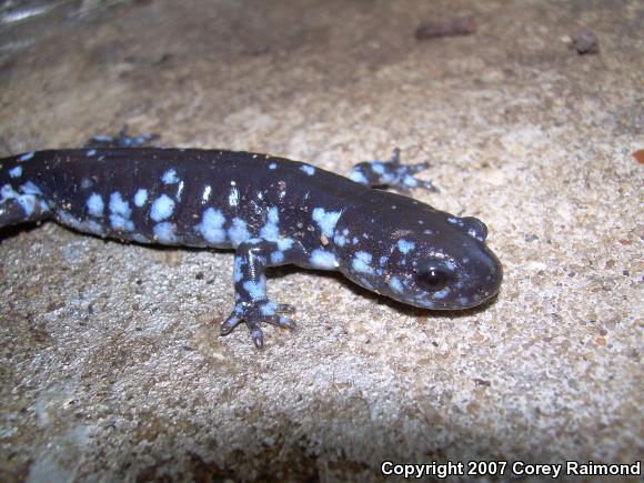 Blue-spotted Salamander (Ambystoma laterale)