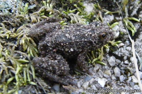 Northern Green Frog (Lithobates clamitans melanota)