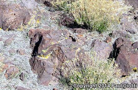 Barred Spiny Lizard (Sceloporus magister transversus)