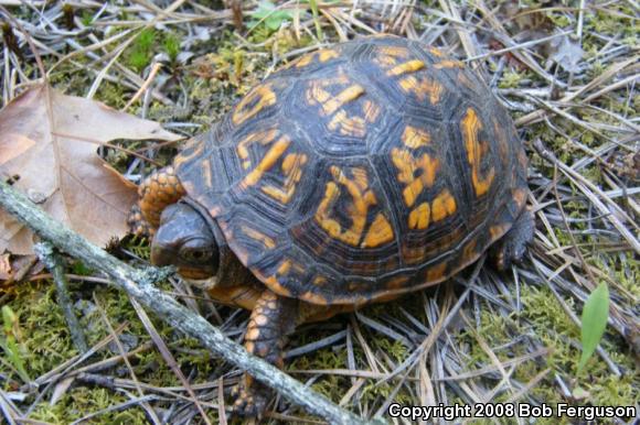 Eastern Box Turtle (Terrapene carolina carolina)