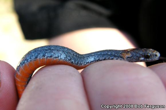 Northern Red-bellied Snake (Storeria occipitomaculata occipitomaculata)