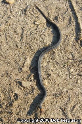 Northern Red-bellied Snake (Storeria occipitomaculata occipitomaculata)