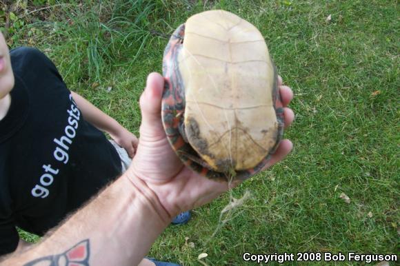 Eastern Painted Turtle (Chrysemys picta picta)