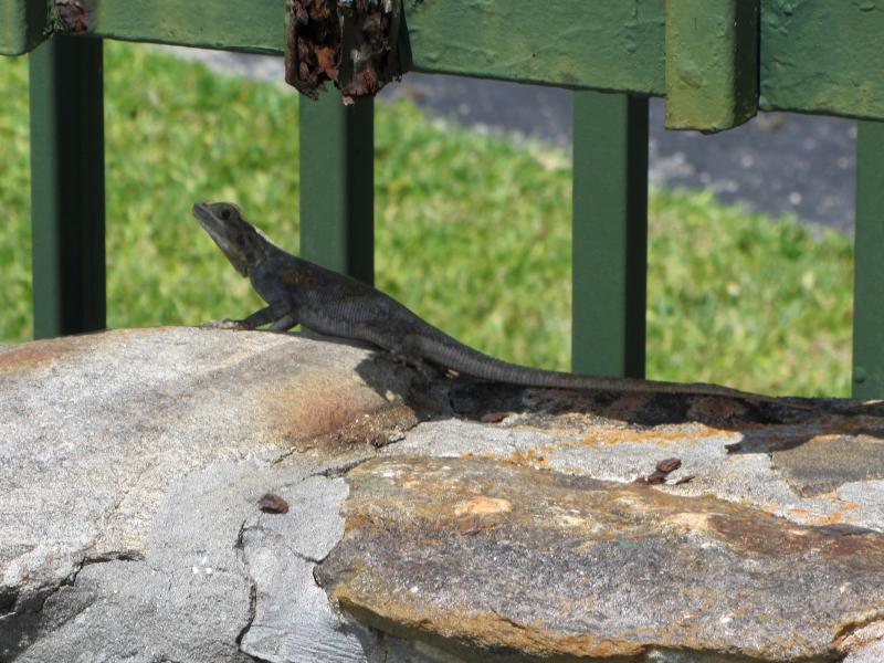 West African Rainbow Lizard (Agama agama africana)