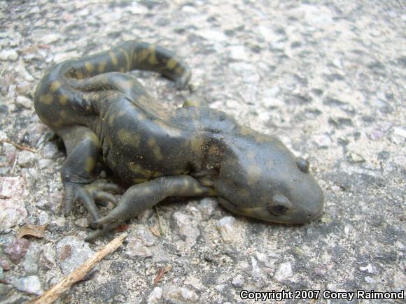 Eastern Tiger Salamander (Ambystoma tigrinum tigrinum)