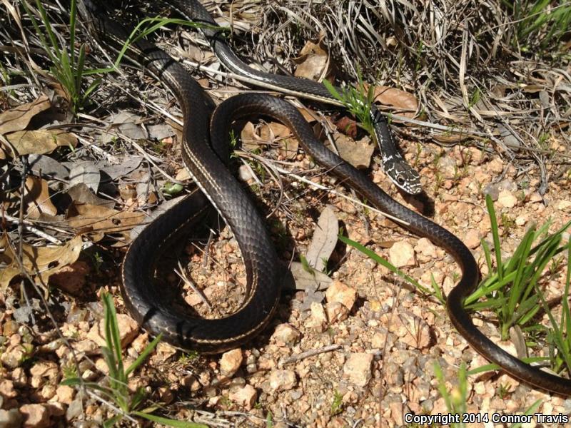 Central Texas Whipsnake (Coluber taeniatus girardi)