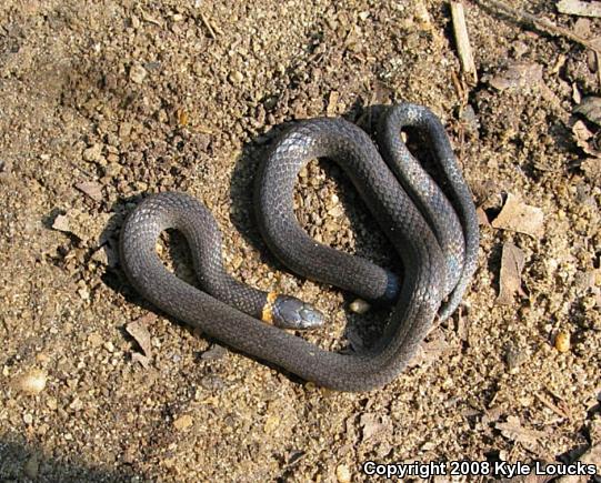 Southern Ring-necked Snake (Diadophis punctatus punctatus)