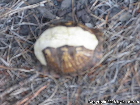 Eastern Box Turtle (Terrapene carolina carolina)