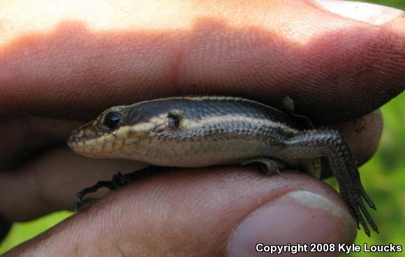 Five-lined Skink (Plestiodon fasciatus)