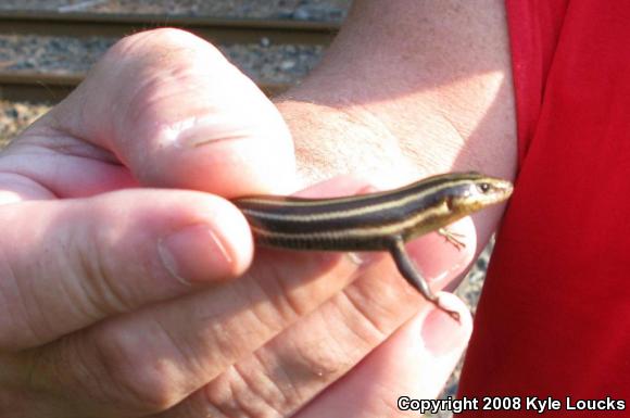 Five-lined Skink (Plestiodon fasciatus)