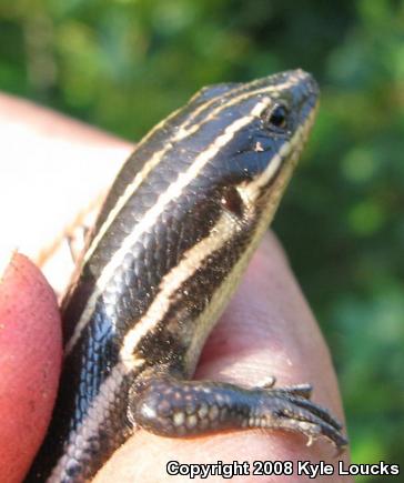 Five-lined Skink (Plestiodon fasciatus)