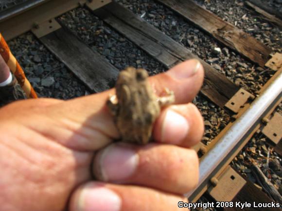 Fowler's Toad (Anaxyrus fowleri)