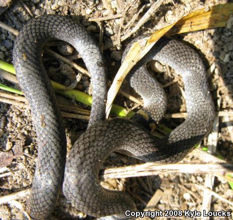 Southern Ring-necked Snake (Diadophis punctatus punctatus)