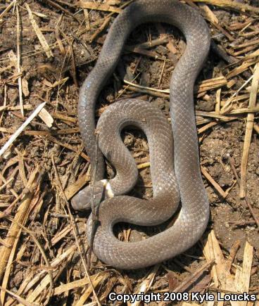 Southern Ring-necked Snake (Diadophis punctatus punctatus)