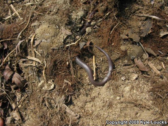 Eastern Wormsnake (Carphophis amoenus amoenus)