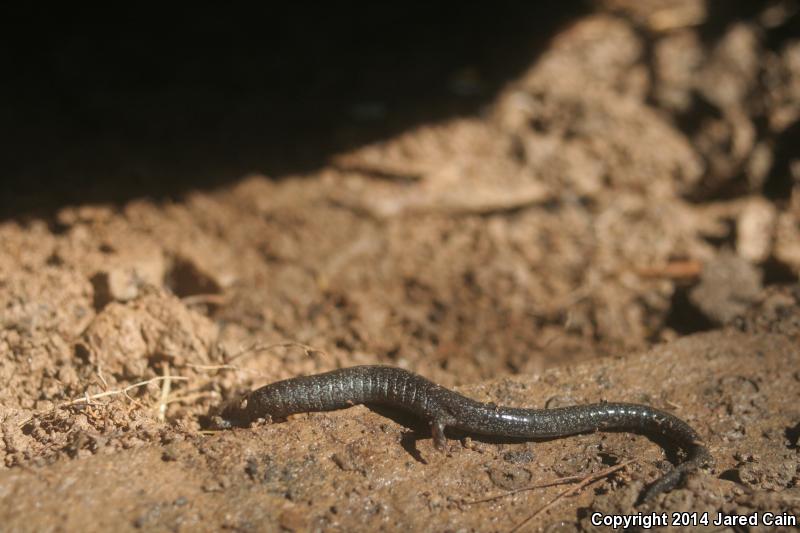 Northern Ravine Salamander (Plethodon electromorphus)