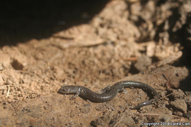 Northern Ravine Salamander (Plethodon electromorphus)