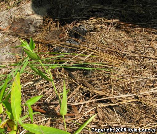 Northern  Black Racer (Coluber constrictor constrictor)