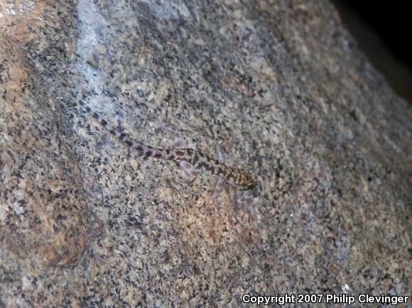 Granite Night Lizard (Xantusia henshawi)