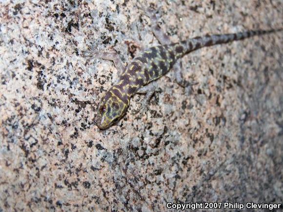 Granite Night Lizard (Xantusia henshawi)