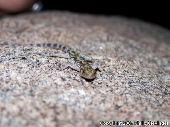 Granite Night Lizard (Xantusia henshawi)