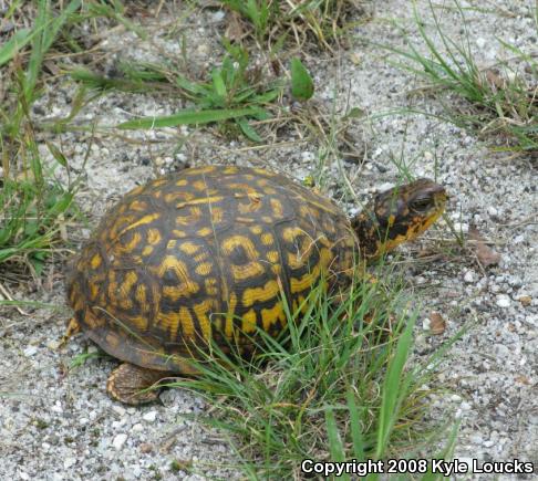 Eastern Box Turtle (Terrapene carolina carolina)