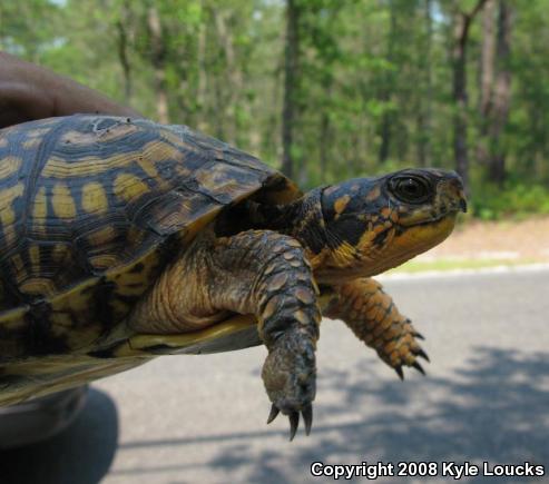 Eastern Box Turtle (Terrapene carolina carolina)