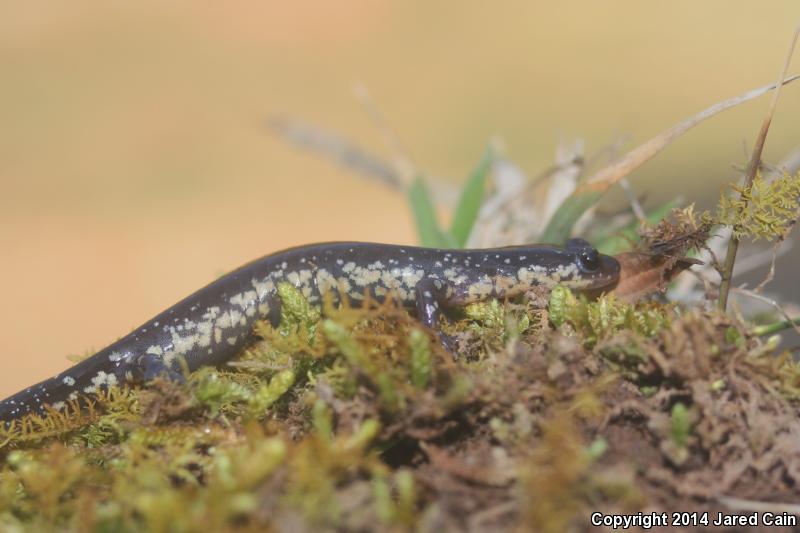 Wehrle's Salamander (Plethodon wehrlei)