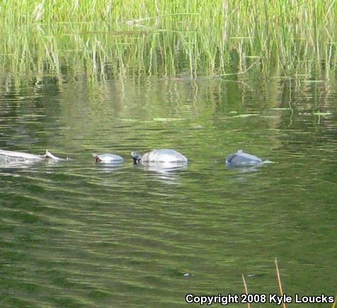 Northern Red-bellied Cooter (Pseudemys rubriventris)