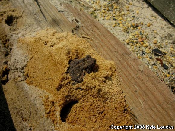 Fowler's Toad (Anaxyrus fowleri)