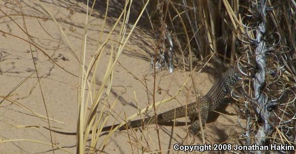 Great Basin Whiptail (Aspidoscelis tigris tigris)