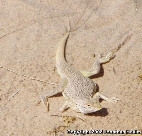 Mojave Fringe-toed Lizard (Uma scoparia)