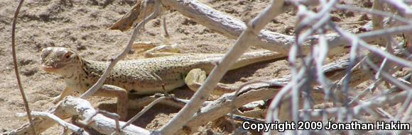 Mojave Fringe-toed Lizard (Uma scoparia)