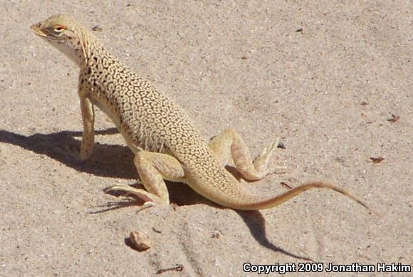 Mojave Fringe-toed Lizard (Uma scoparia)