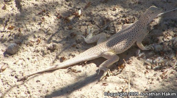 Mojave Fringe-toed Lizard (Uma scoparia)