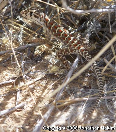 Long-nosed Leopard Lizard (Gambelia wislizenii wislizenii)