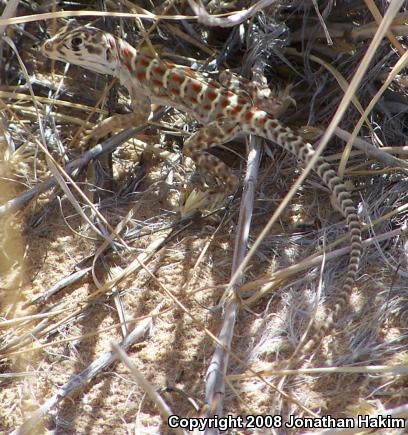 Long-nosed Leopard Lizard (Gambelia wislizenii wislizenii)