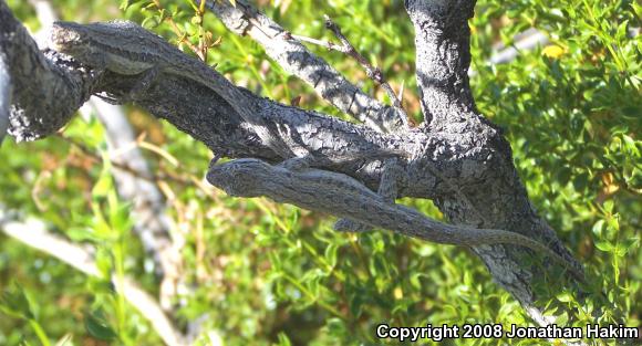 Western Long-tailed Brush Lizard (Urosaurus graciosus graciosus)